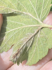 Podosphaera mors-uvae