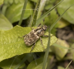 Ampliodactylus marmoratus