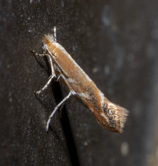 Cameraria conglomeratella