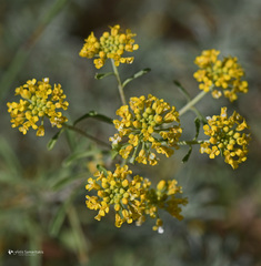 Odontarrhena heldreichii