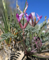 Astragalus cymboides