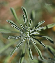 Odontarrhena heldreichii