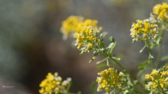 Odontarrhena heldreichii