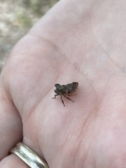 Microcentrus perditus