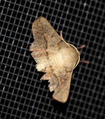 Antictenia punctunculus