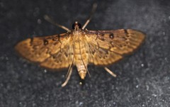 Tatobotys janapalis