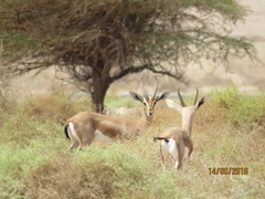 Gazella dorcas