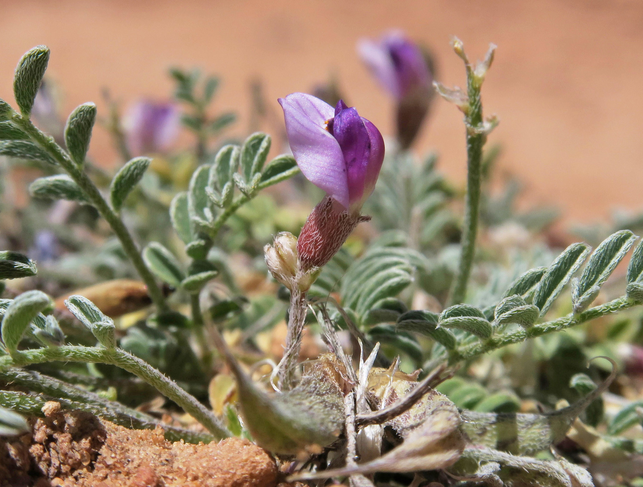 Astragalus monumentalis