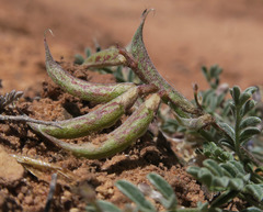 Astragalus monumentalis
