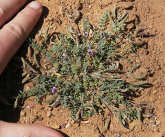 Astragalus monumentalis