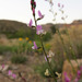 Astragalus flexuosus diehlii - Photo (c) Adam Schneider, algunos derechos reservados (CC BY-NC), subido por Adam Schneider