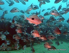 Caesioperca lepidoptera