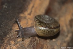 Helminthoglypta umbilicata