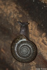 Helminthoglypta umbilicata