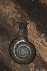 Helminthoglypta umbilicata