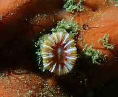 Caryophyllia smithii