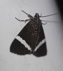 Coenotoca subaspersa