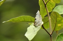 Eunica eburnea