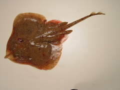 Rosette Skate photo 3