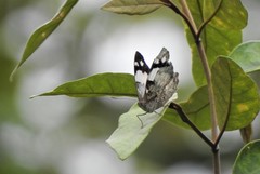 Eunica eburnea