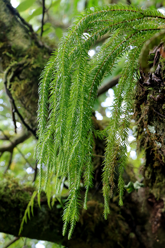 Phlegmariurus nutans