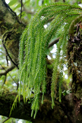 Phlegmariurus nutans