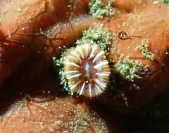 Caryophyllia smithii