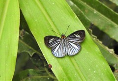 Pythonides lancea
