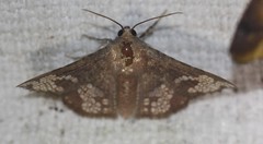 Canaea hyalospila