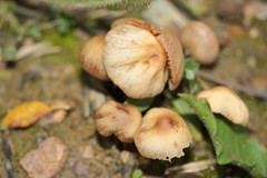 Conocybe macrocephala