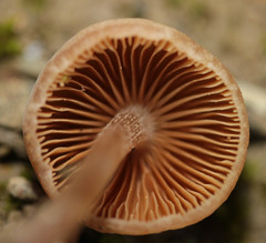 Conocybe macrocephala