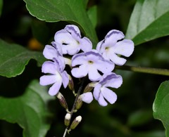Duranta erecta