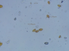 Conocybe macrocephala