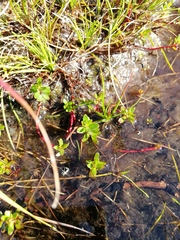 Laurembergia repens