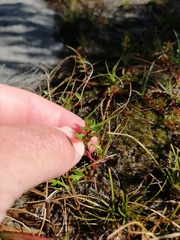 Laurembergia repens