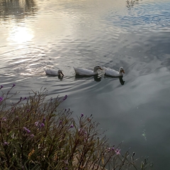 Anas platyrhynchos domesticus