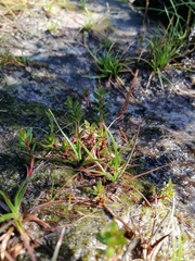 Laurembergia repens