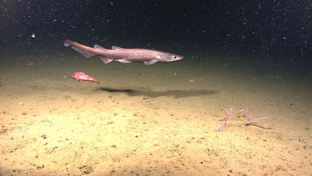 Brown Catshark