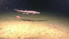 Brown Catshark photo 2