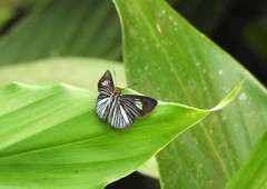 Pythonides lancea