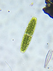Netrium digitus