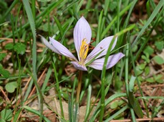 Crocus cartwrightianus