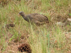 Nothoprocta pentlandii