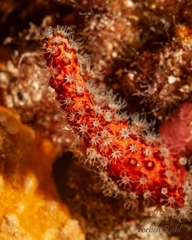 Alcyonium acaule