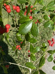 Ilex ambigua
