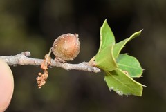 Plagiotrochus razeti