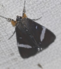 Argyrolepidia aequalis