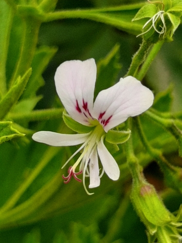 Pelargonium ribifolium