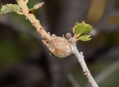 Plagiotrochus fonscolombei