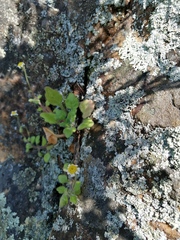 Felicia cymbalariae